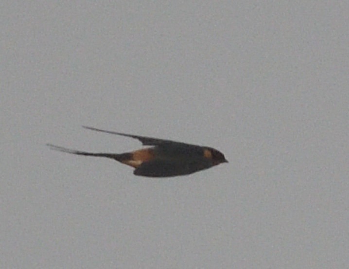 Rufous-chested Swallow - ML643307995