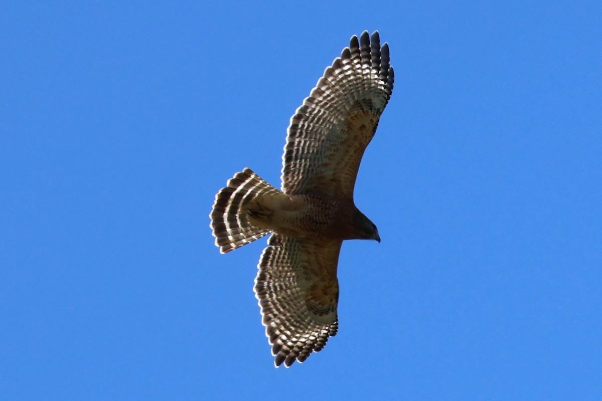 Red-shouldered Hawk - ML643307996