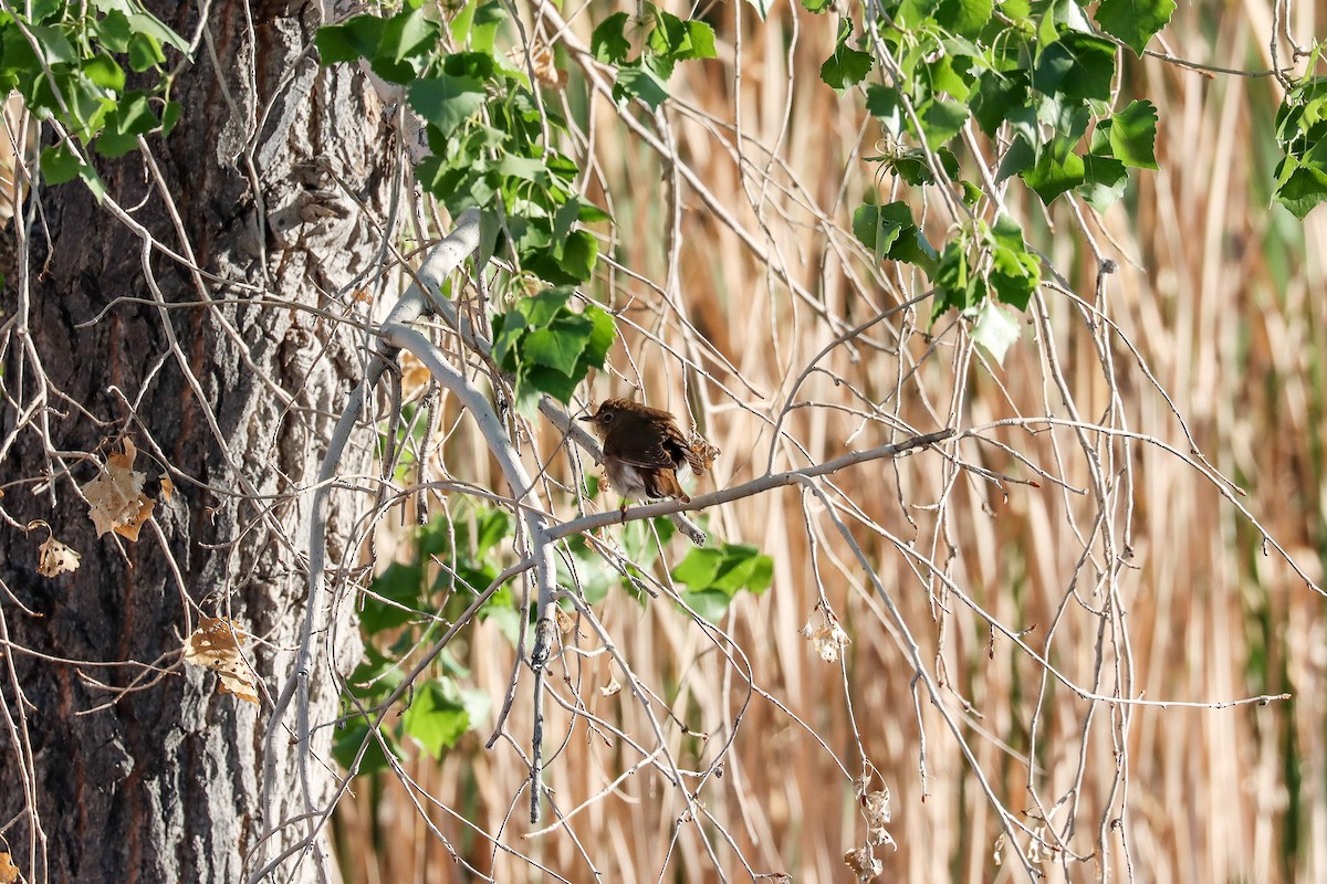 Hermit Thrush - ML643308020