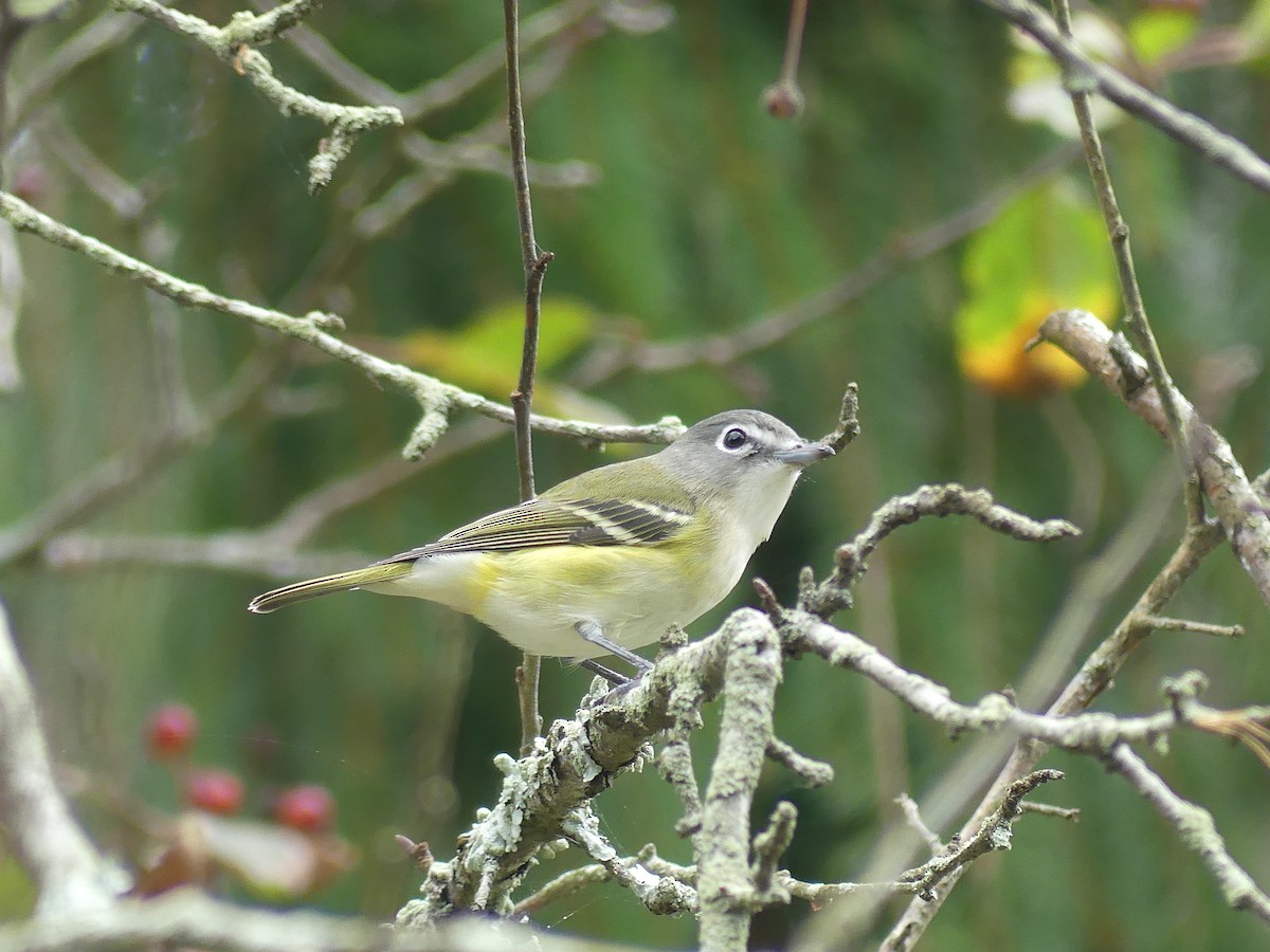 Blue-headed Vireo - ML643308095