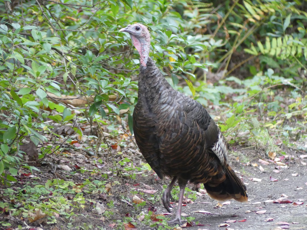 Wild Turkey - ML643308117