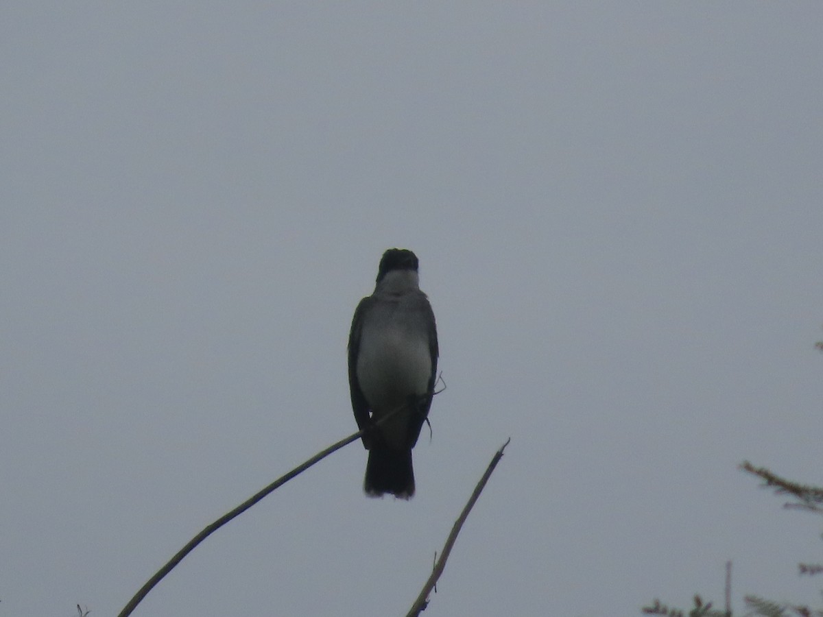 Eastern Kingbird - ML643308120