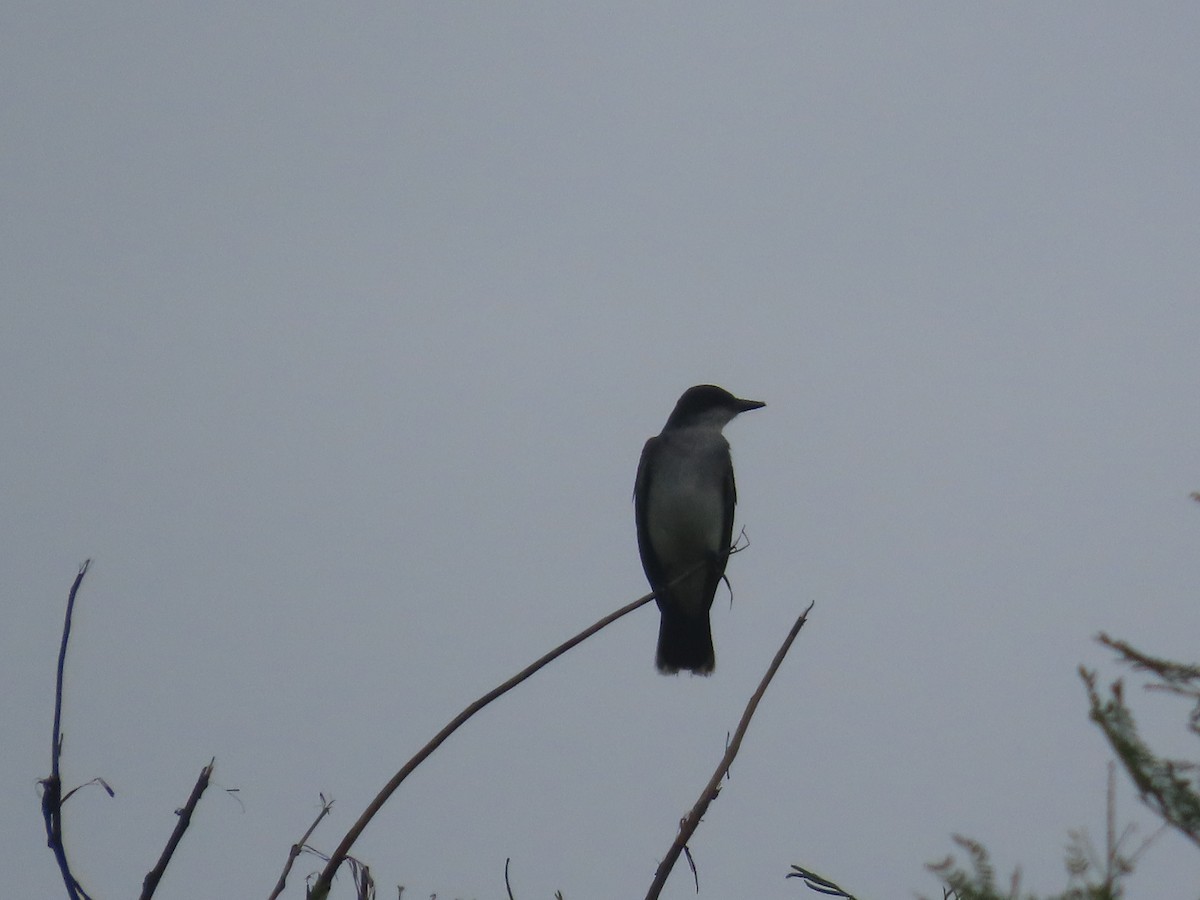 Eastern Kingbird - ML643308121