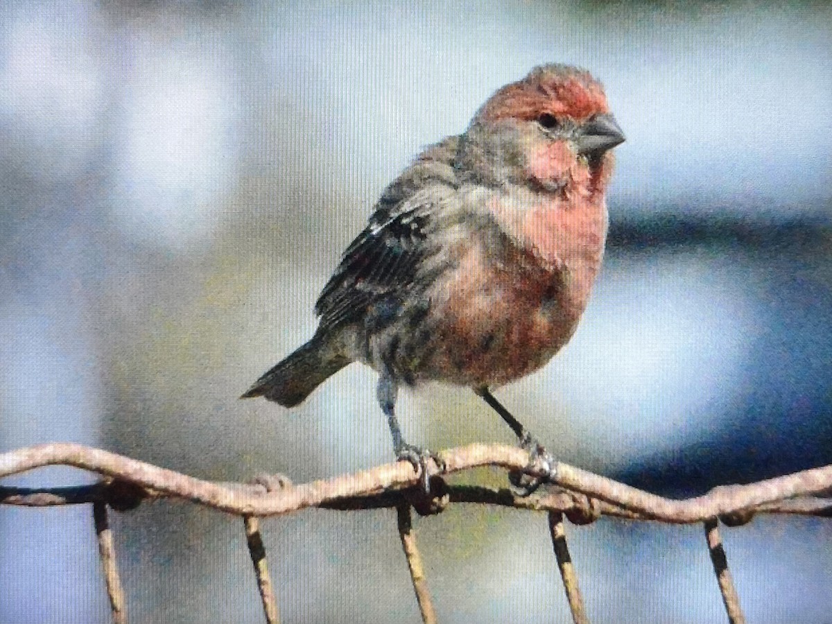 House Finch - ML643308134