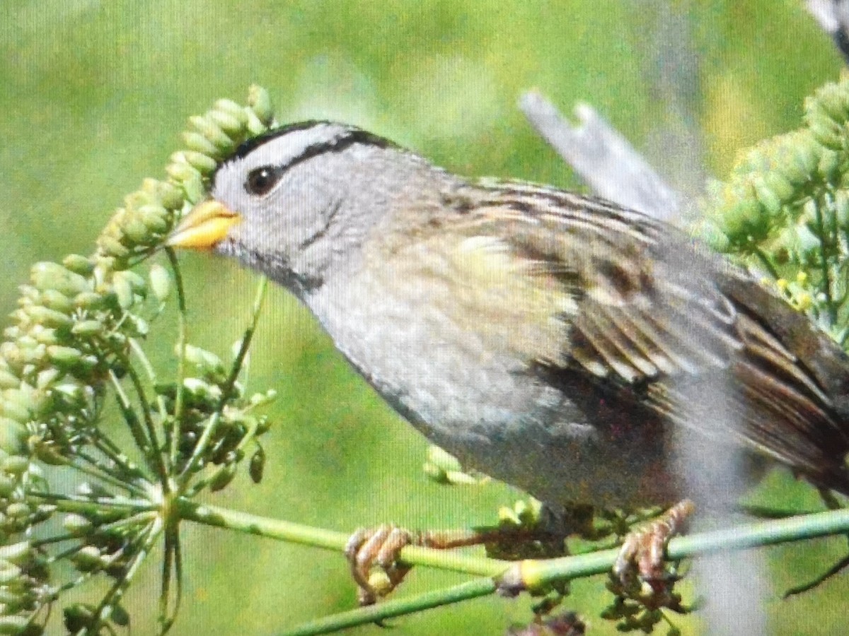White-crowned Sparrow - ML643308144