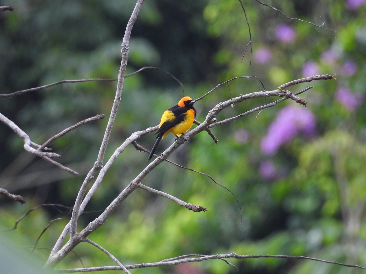 Orange-crowned Oriole - ML643308162