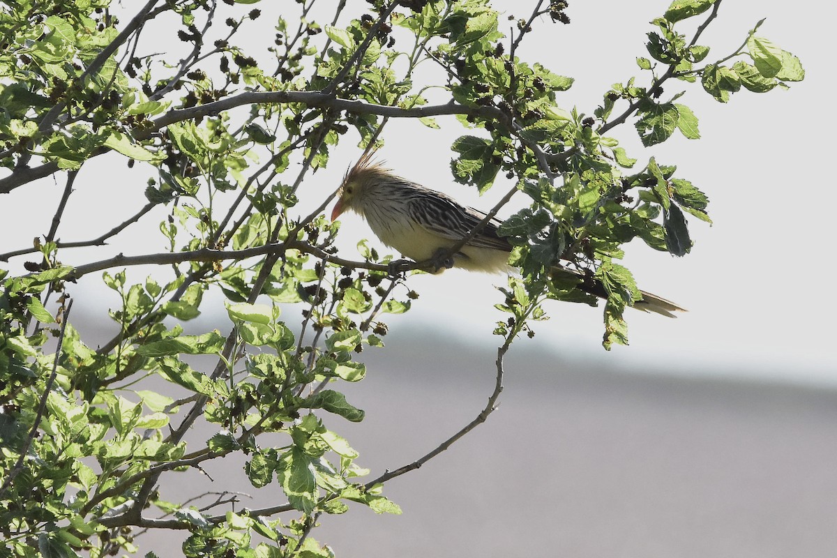 Guira Cuckoo - ML643308179