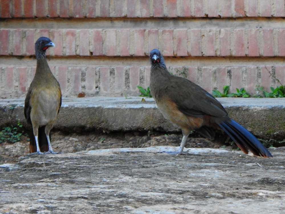 Rufous-vented Chachalaca - ML643308185