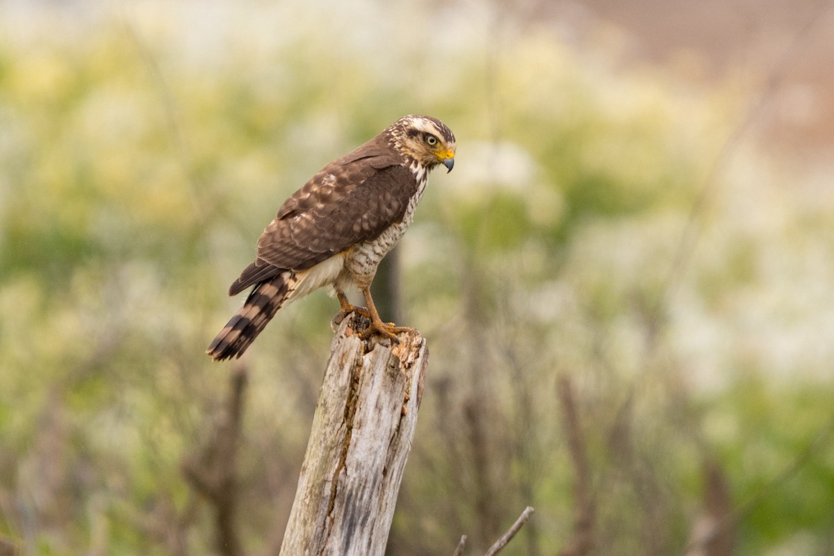Roadside Hawk - ML643308220