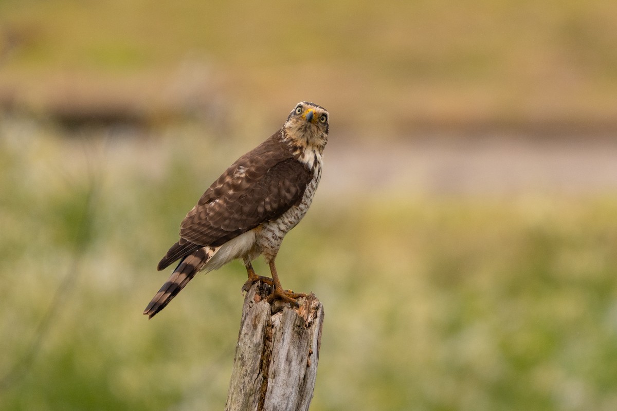 Roadside Hawk - ML643308222