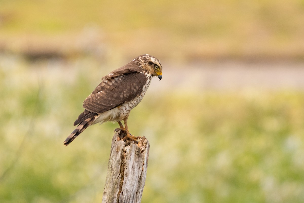 Roadside Hawk - ML643308223