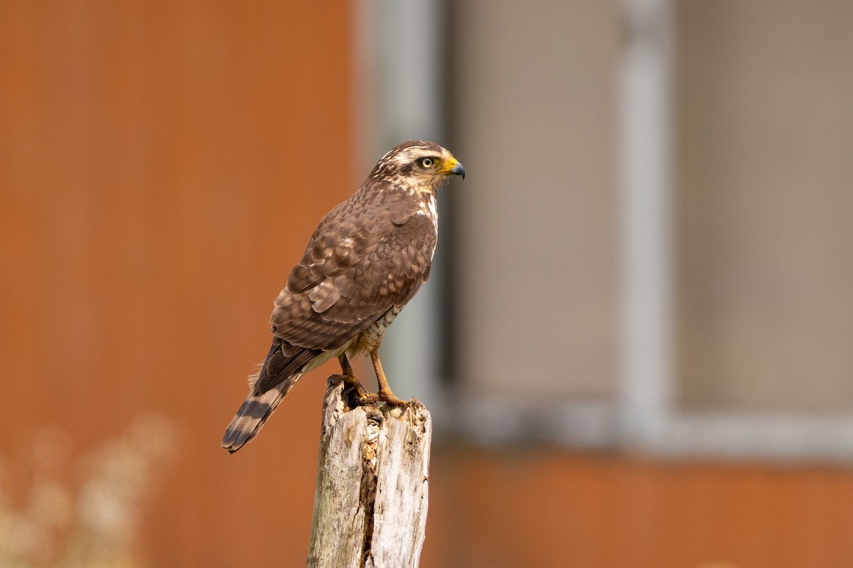 Roadside Hawk - ML643308224