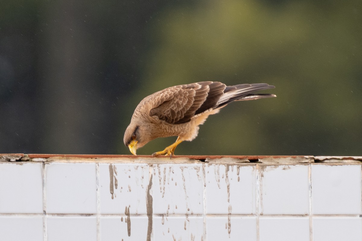 Chimango Caracara - ML643308246