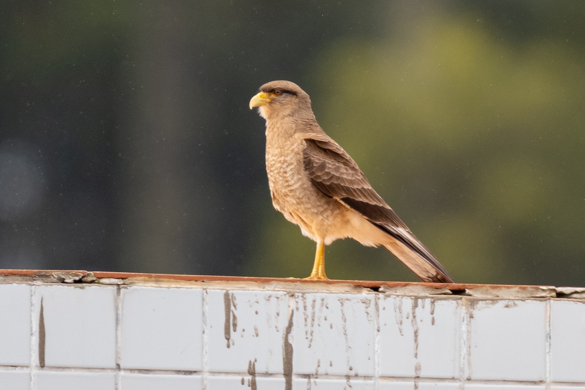 Chimango Caracara - ML643308247