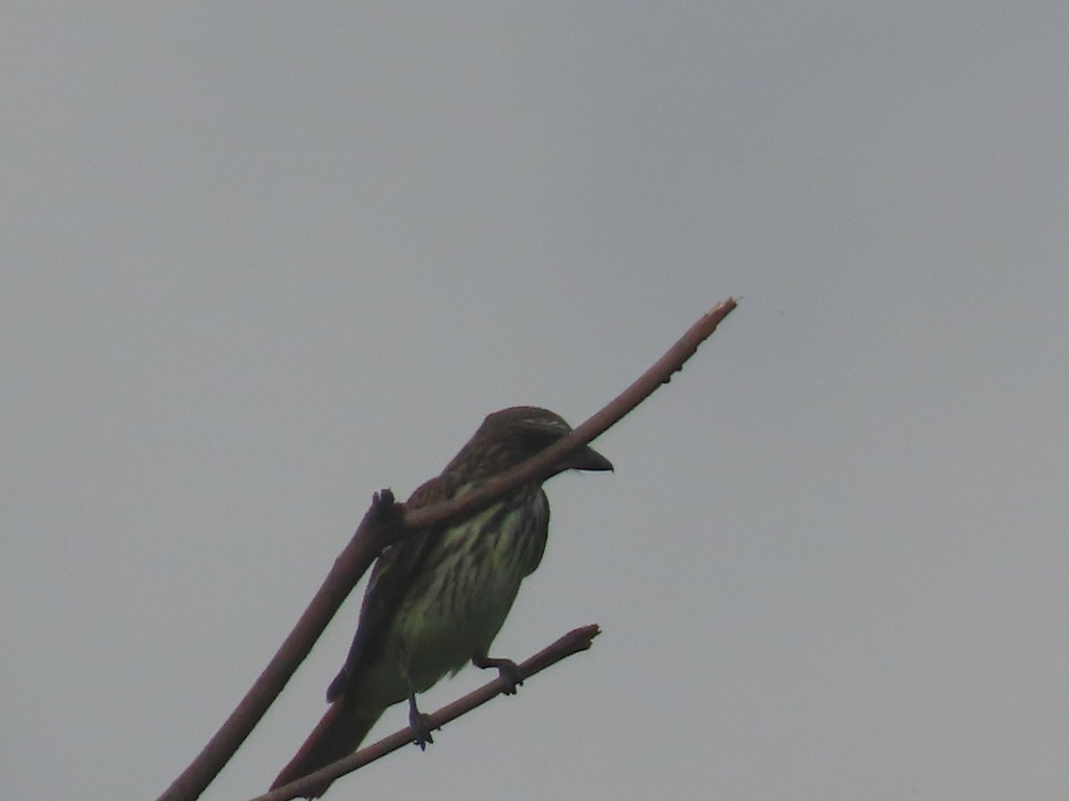 Sulphur-bellied Flycatcher - ML643308257