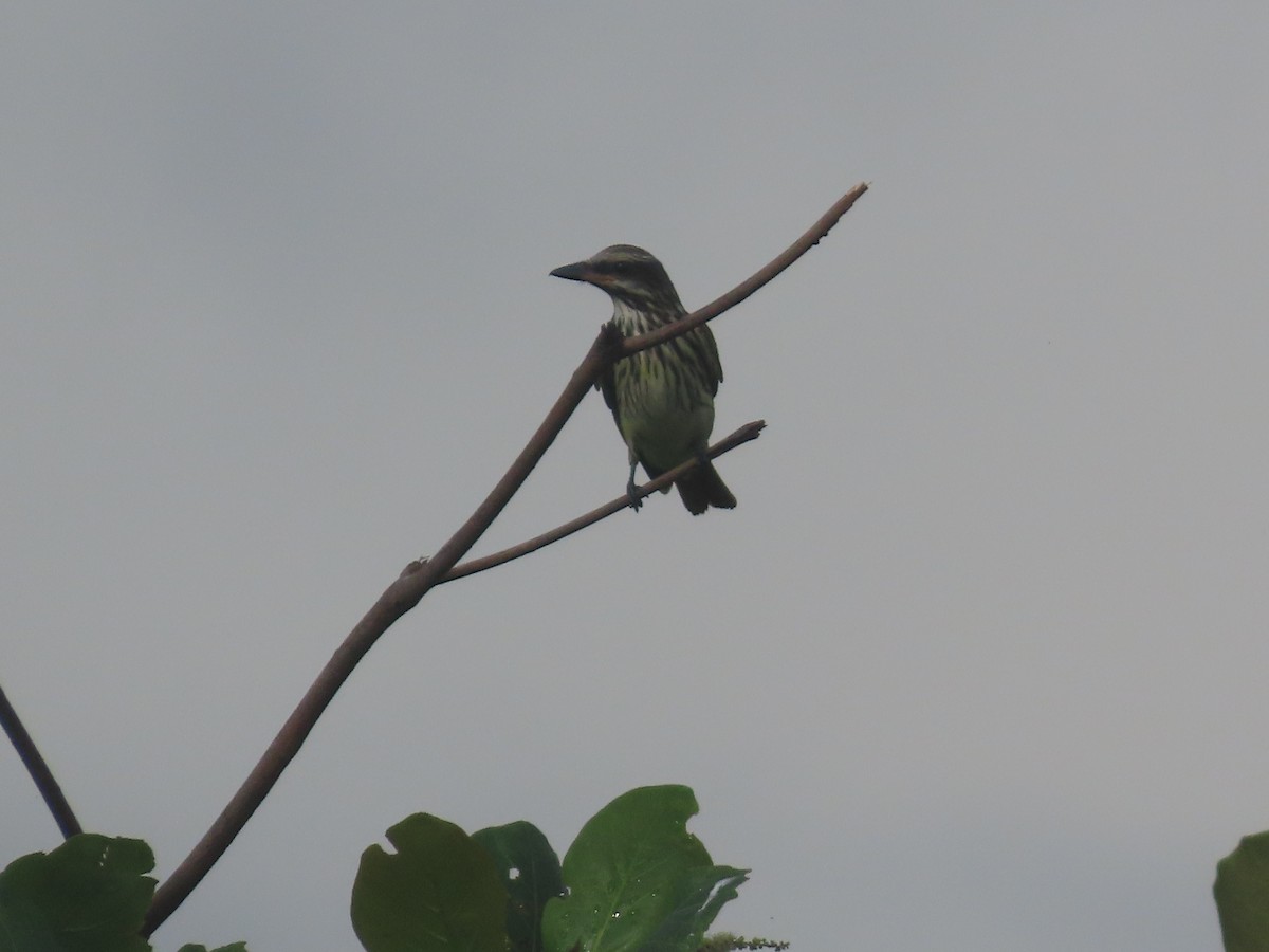 Sulphur-bellied Flycatcher - ML643308258