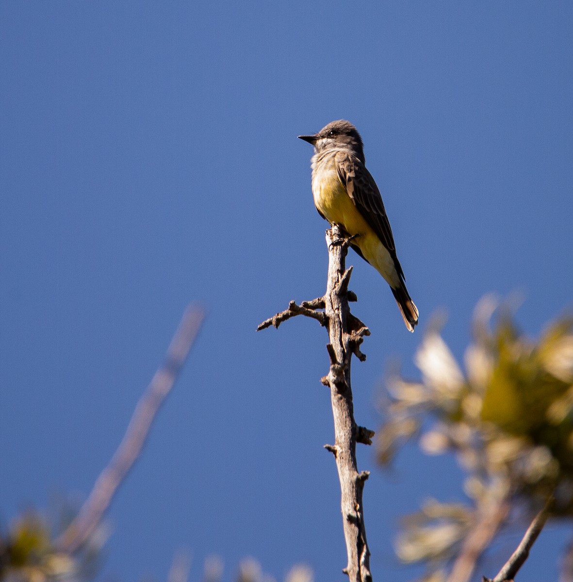 Cassin's Kingbird - ML643308266