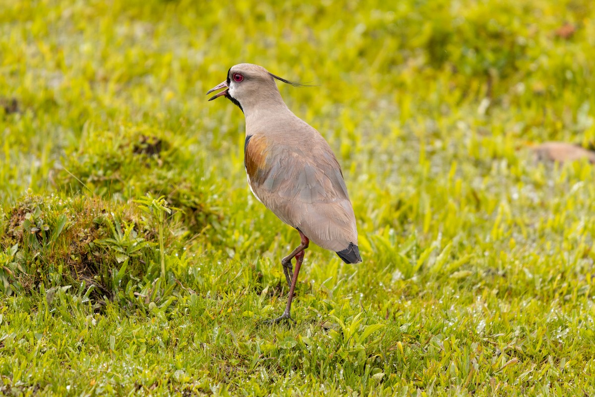 Southern Lapwing - ML643308269