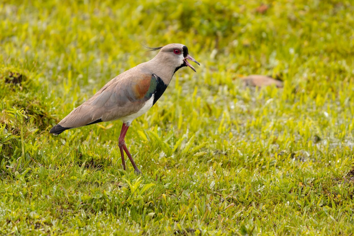 Southern Lapwing - ML643308270