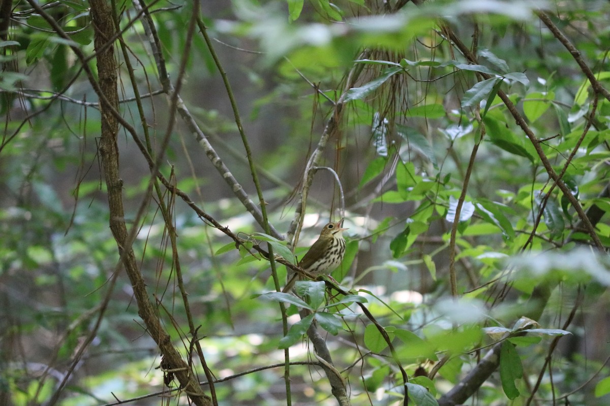 Paruline couronnée - ML643308275
