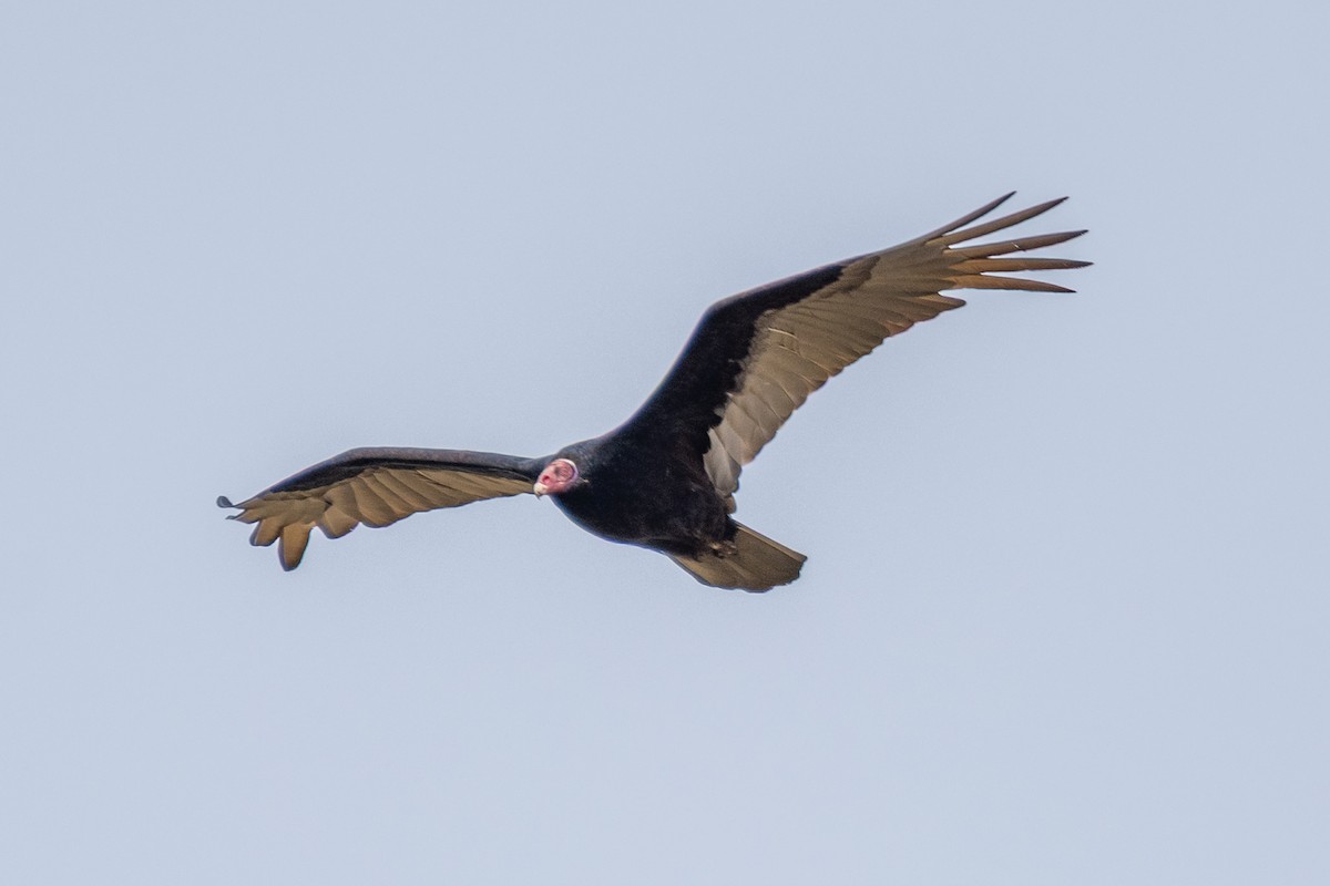 Turkey Vulture - ML643308291