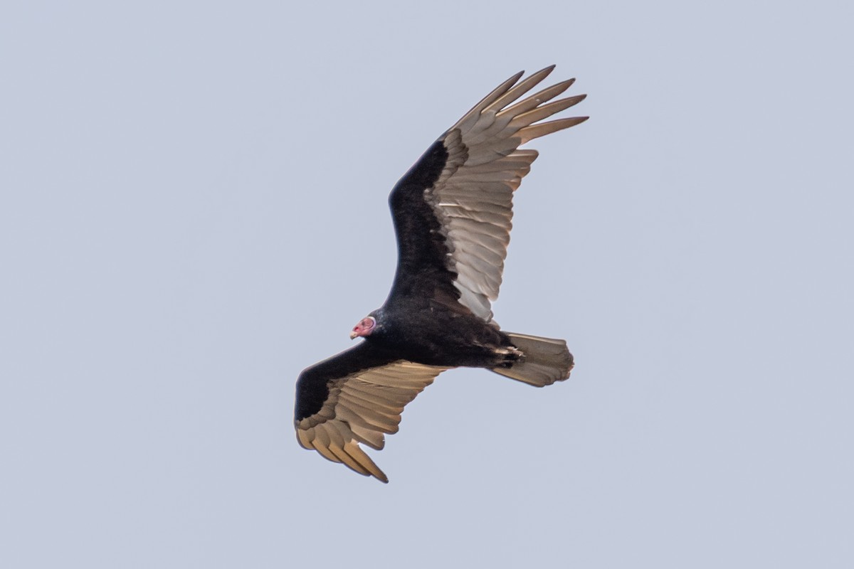 Turkey Vulture - ML643308292