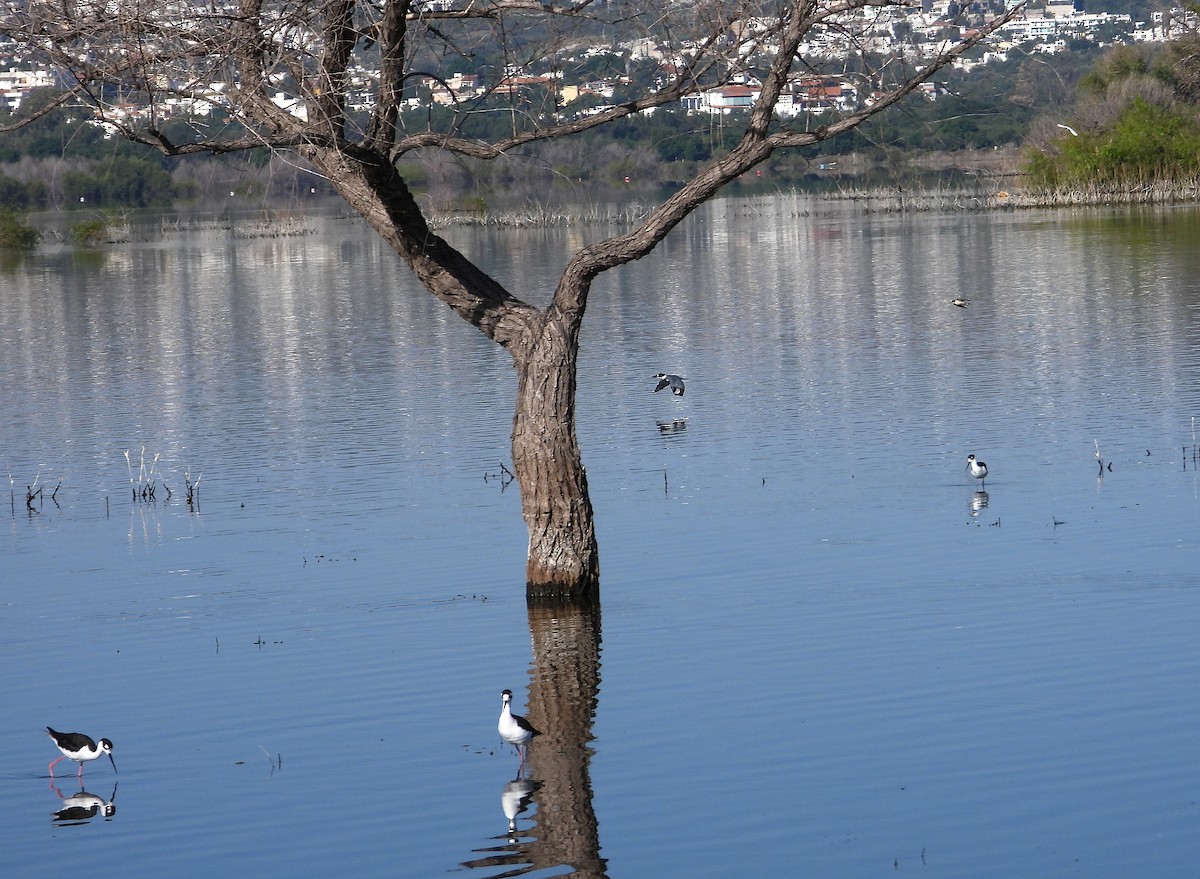 Green Kingfisher - ML643308306