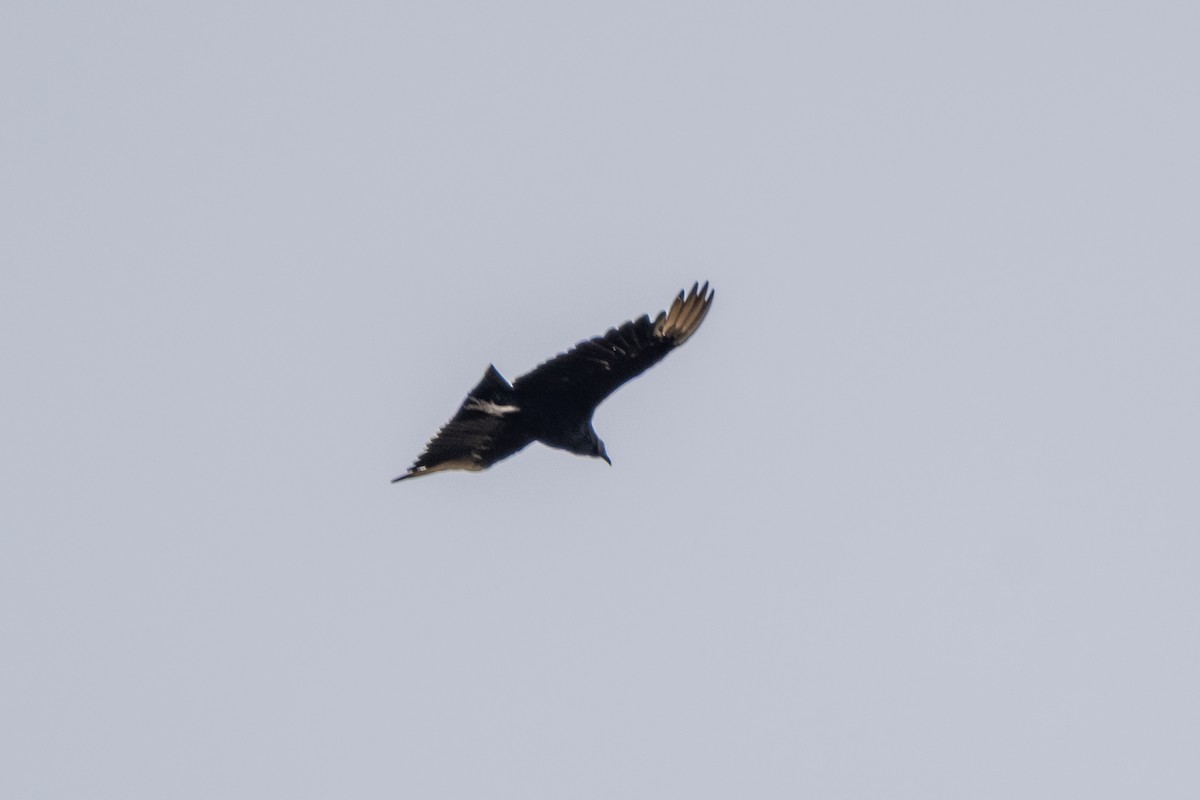 Black Vulture - ML643308323