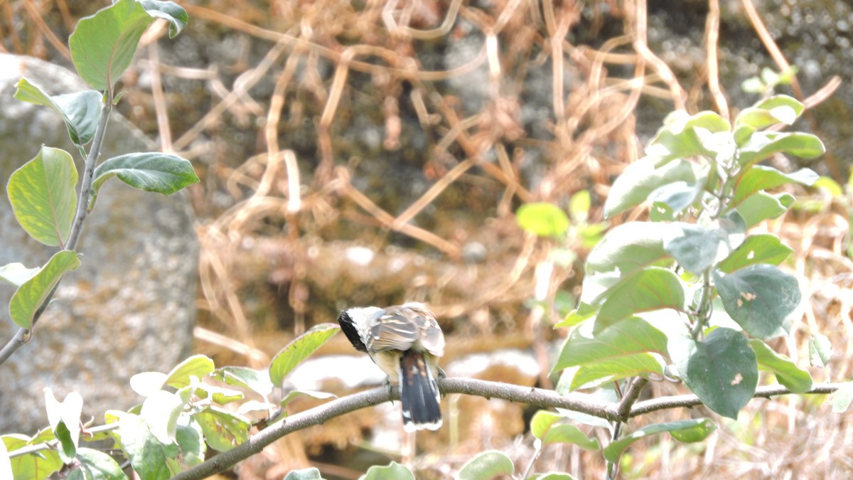 Collared Antshrike - ML643308330