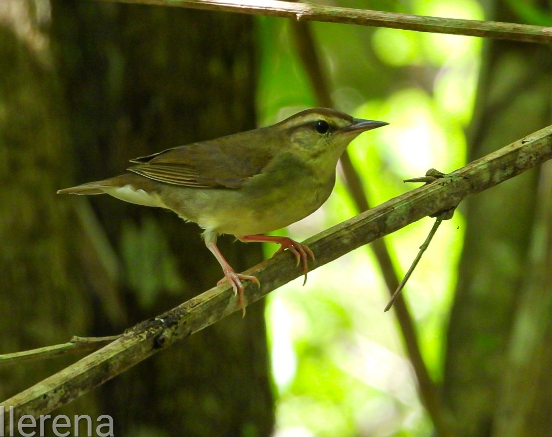 Swainson's Warbler - ML643308355