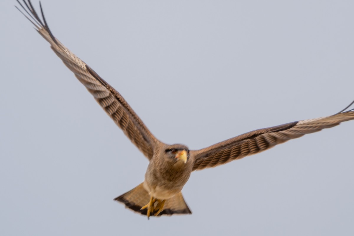 Chimango Caracara - ML643308376