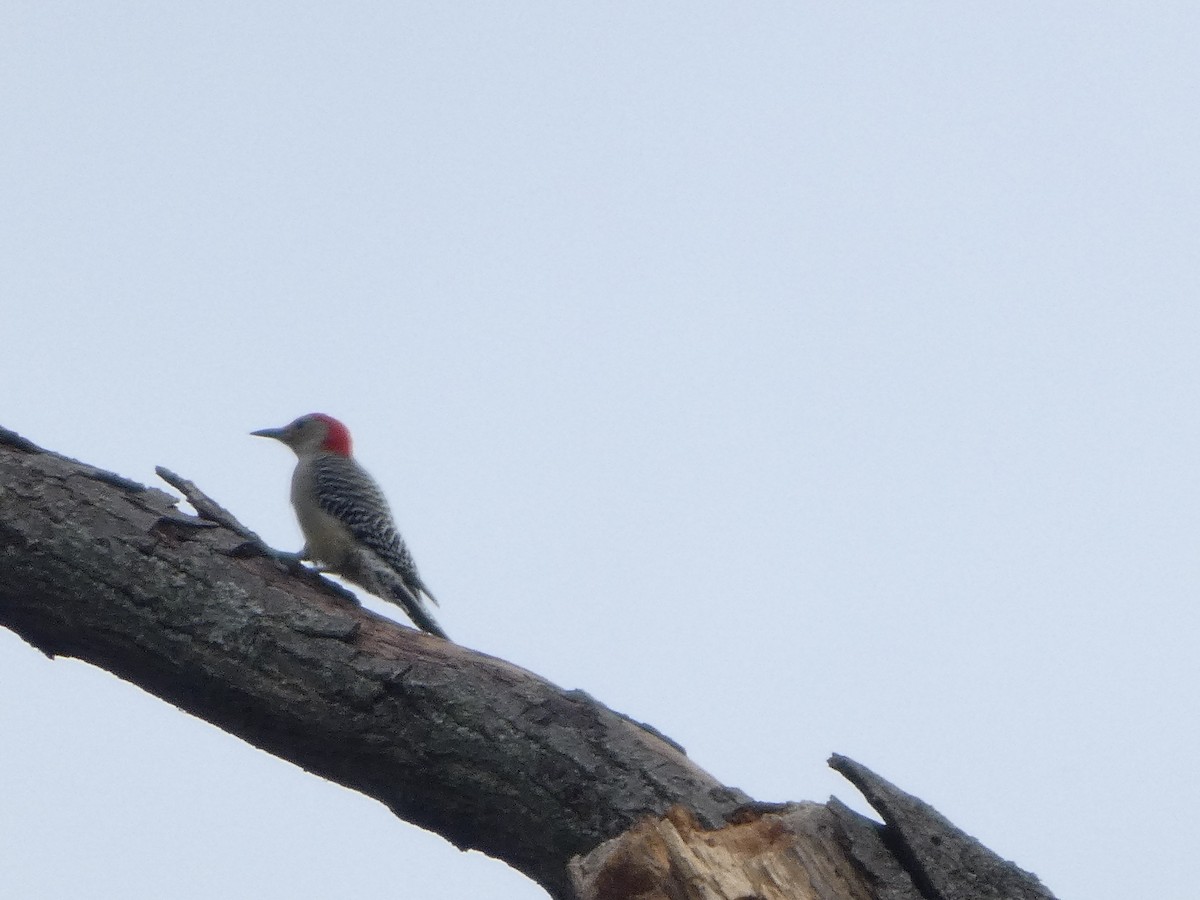 Red-bellied Woodpecker - ML643308401