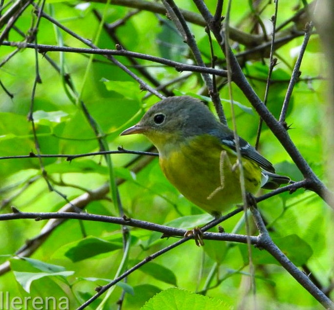 Magnolia Warbler - ML643308406