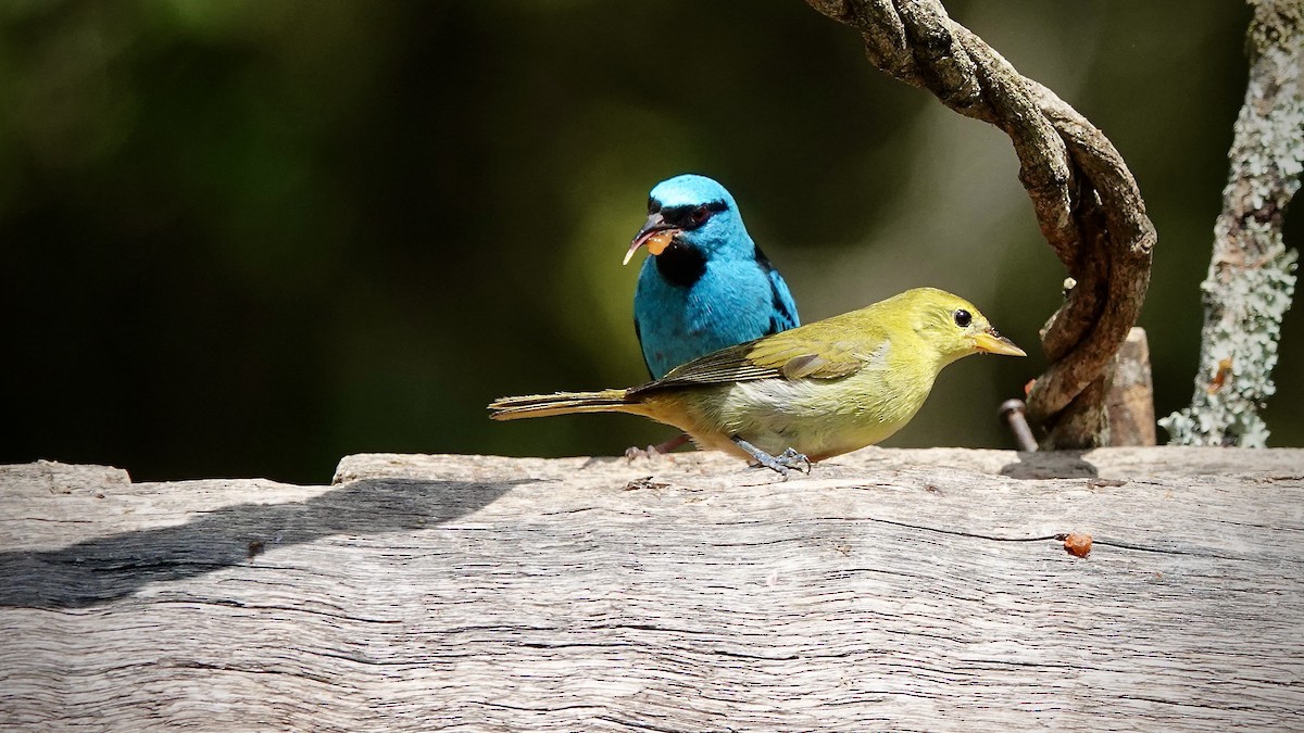 Rufous-headed Tanager - ML643308429