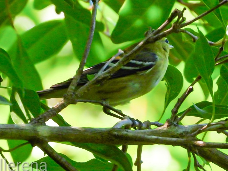 Bay-breasted Warbler - ML643308431