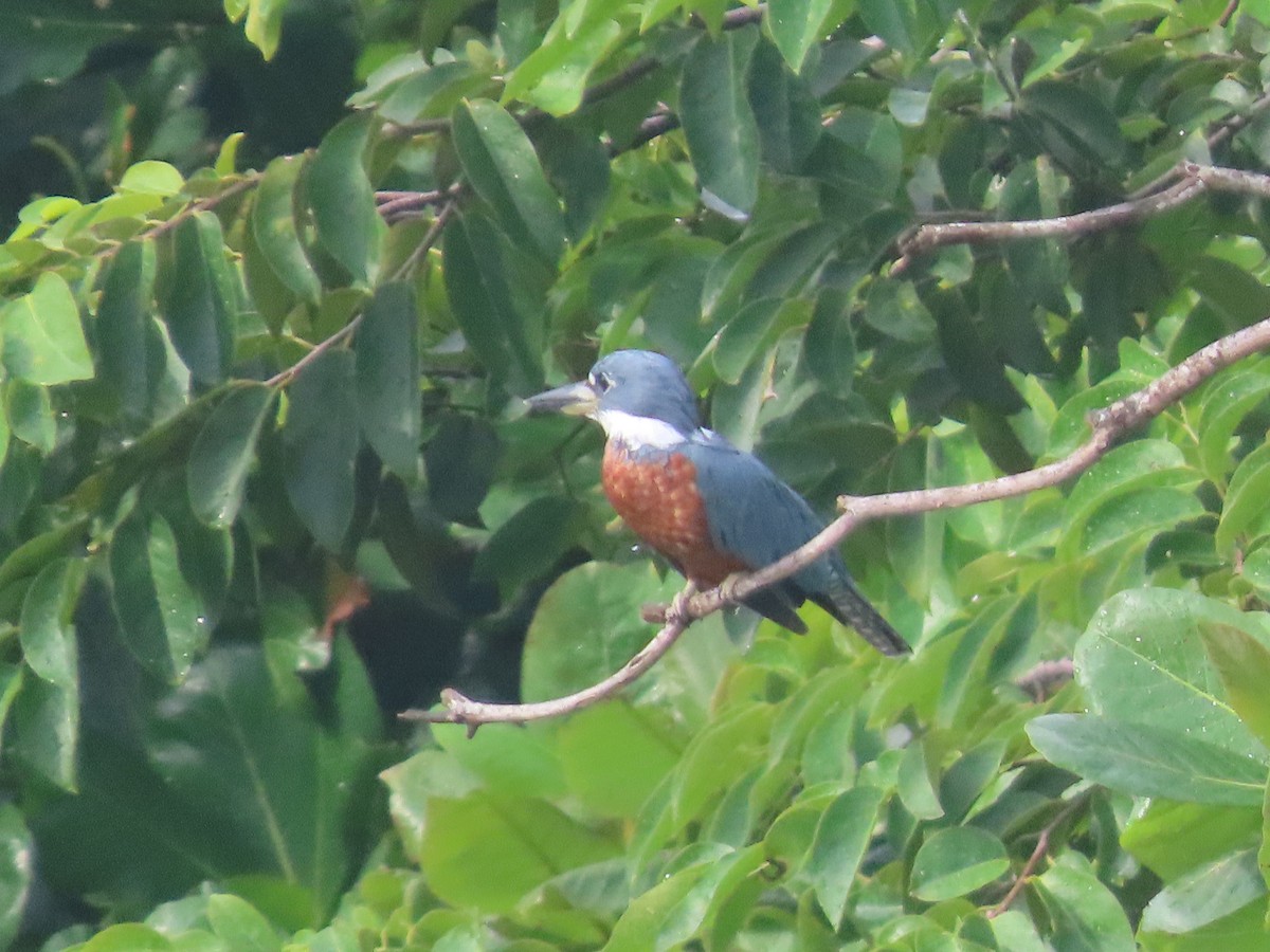 Ringed Kingfisher - ML643308451