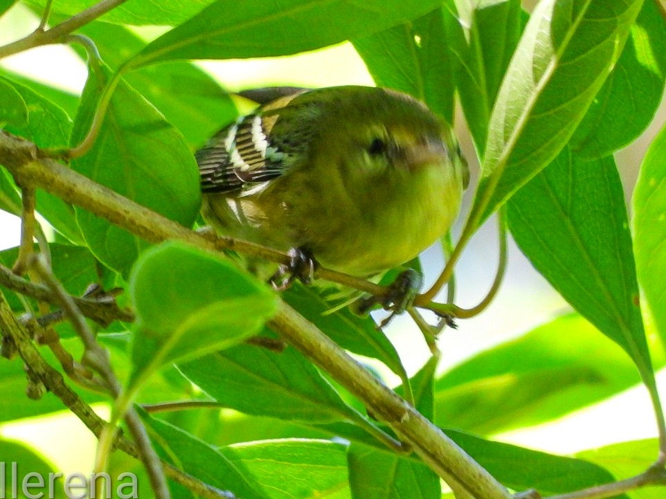 Bay-breasted Warbler - ML643308455