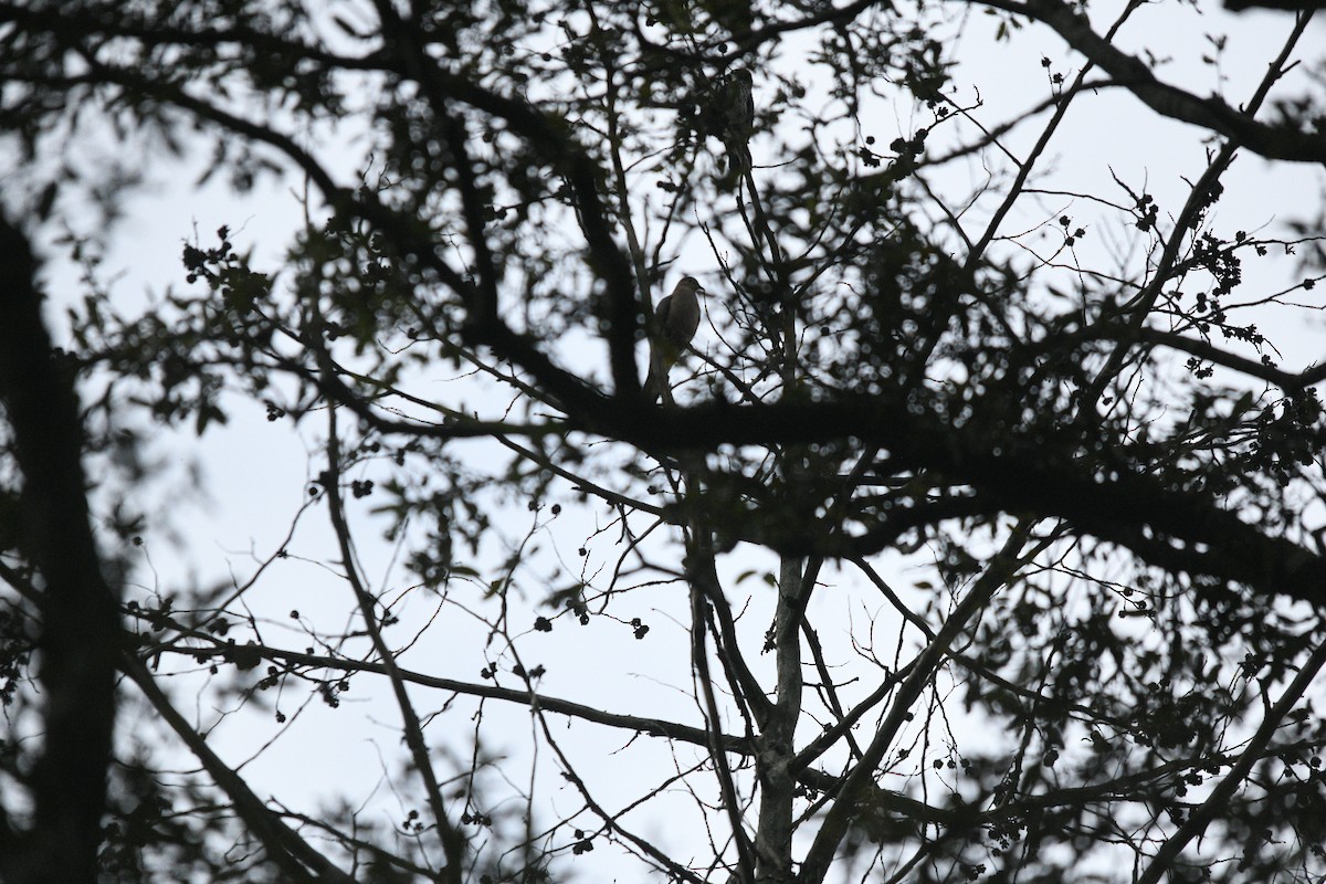 Mourning Dove - ML643308458