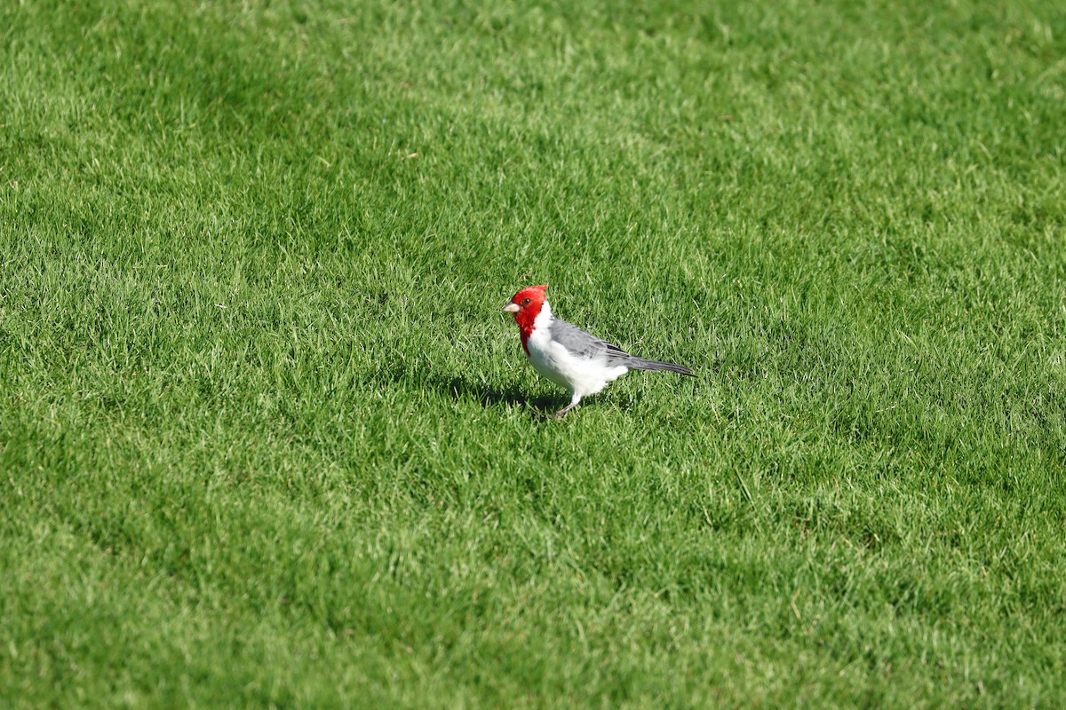 Red-crested Cardinal - ML643308475