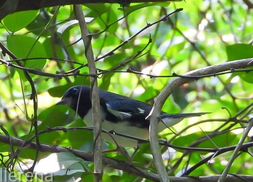 Black-throated Blue Warbler - ML643308484