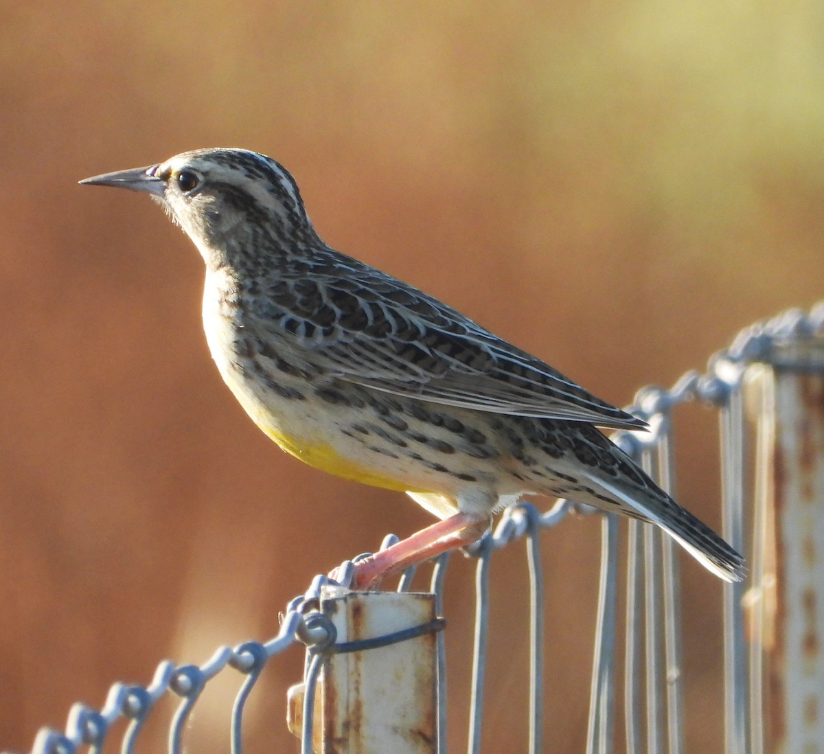 Western Meadowlark - ML643308488