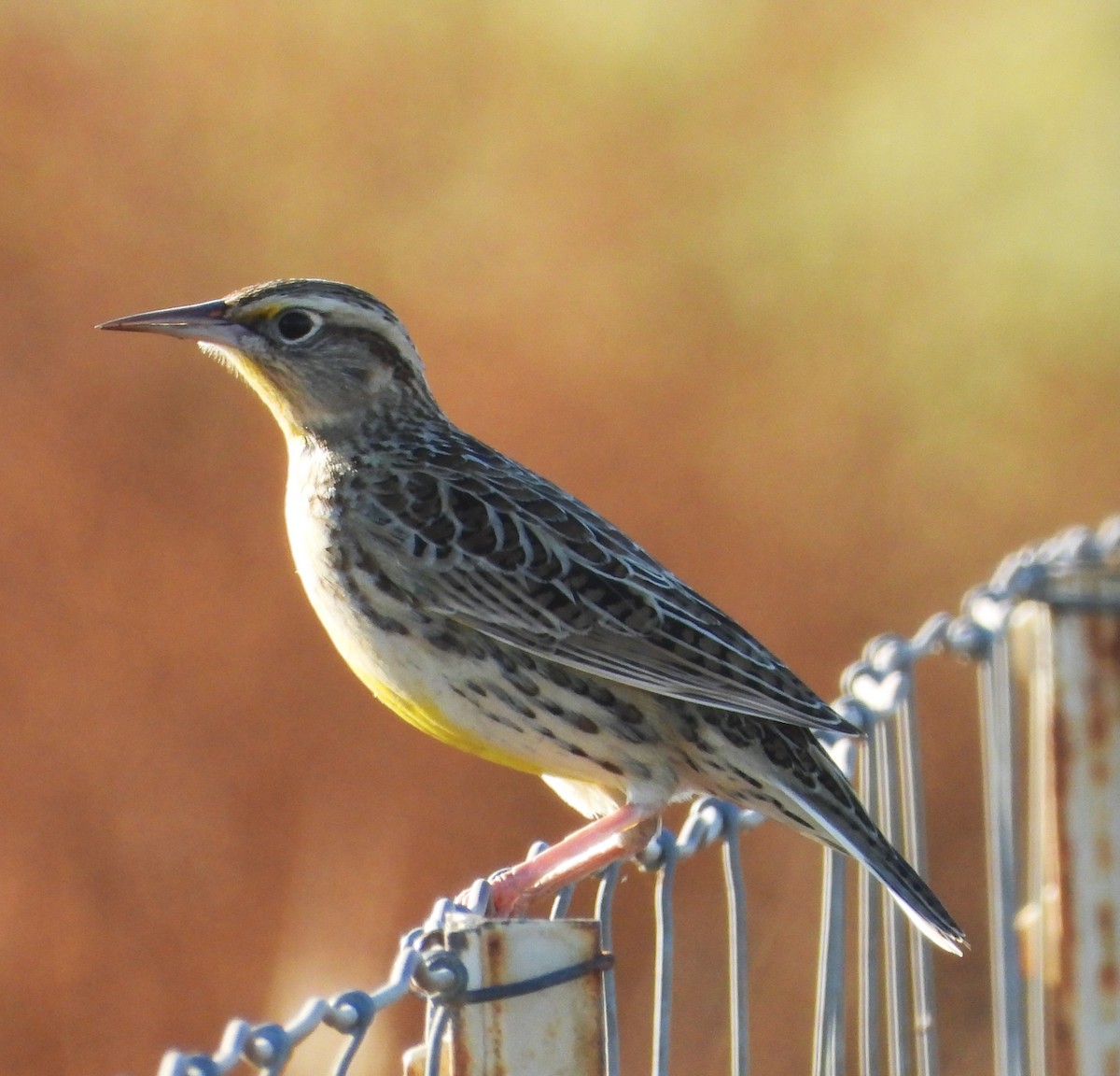 Western Meadowlark - ML643308489