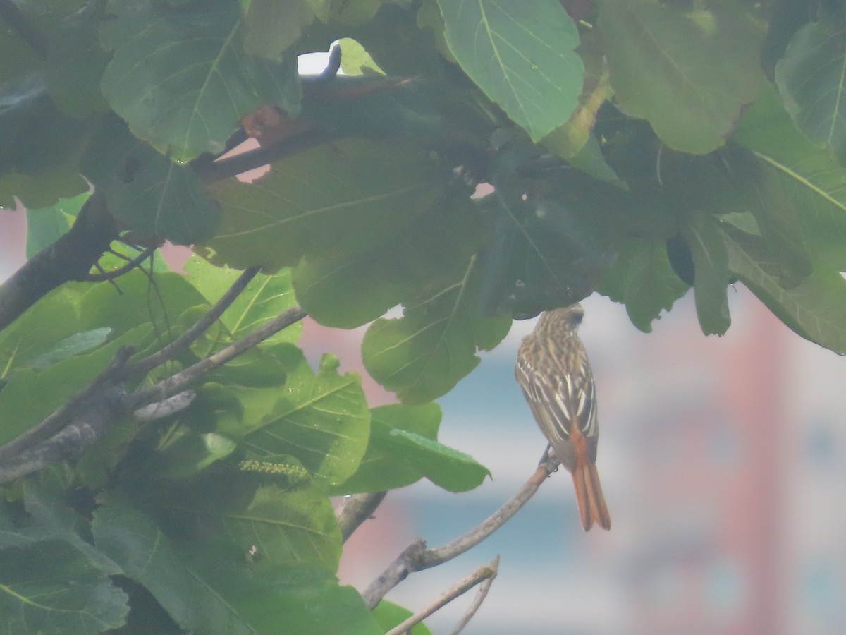 Sulphur-bellied Flycatcher - ML643308508