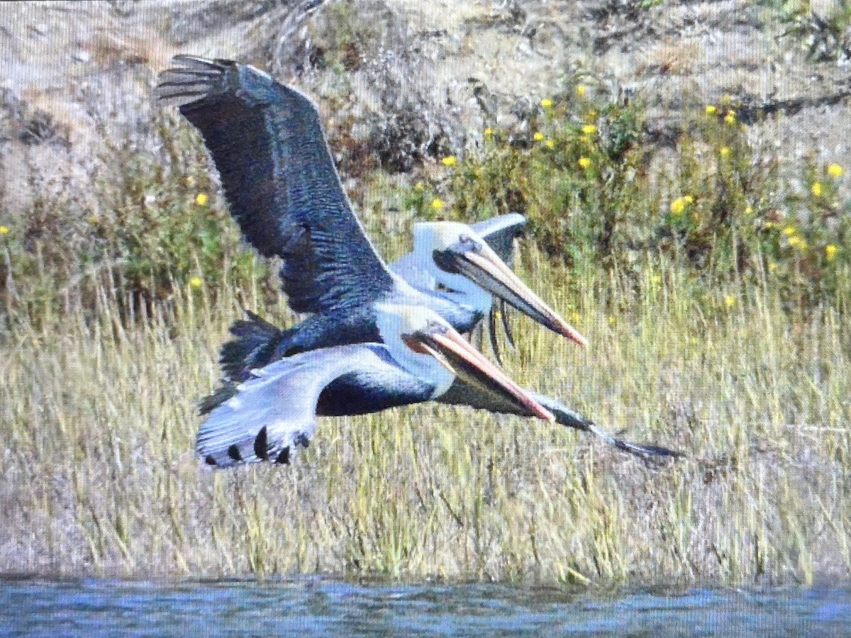 Brown Pelican - ML643308510