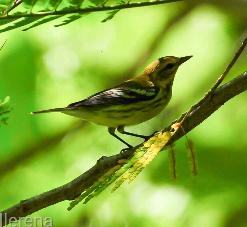 Black-throated Green Warbler - ML643308525