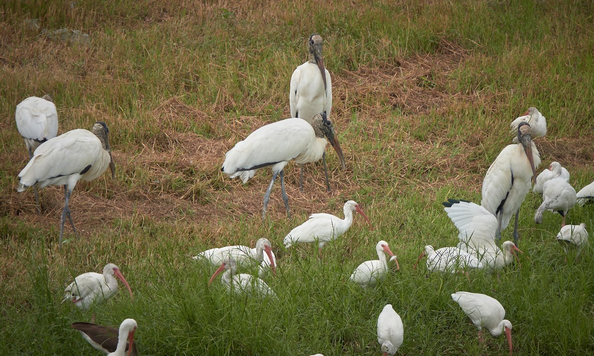 Wood Stork - ML643308541