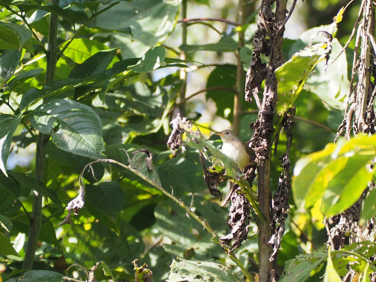Southern House Wren - ML643308549