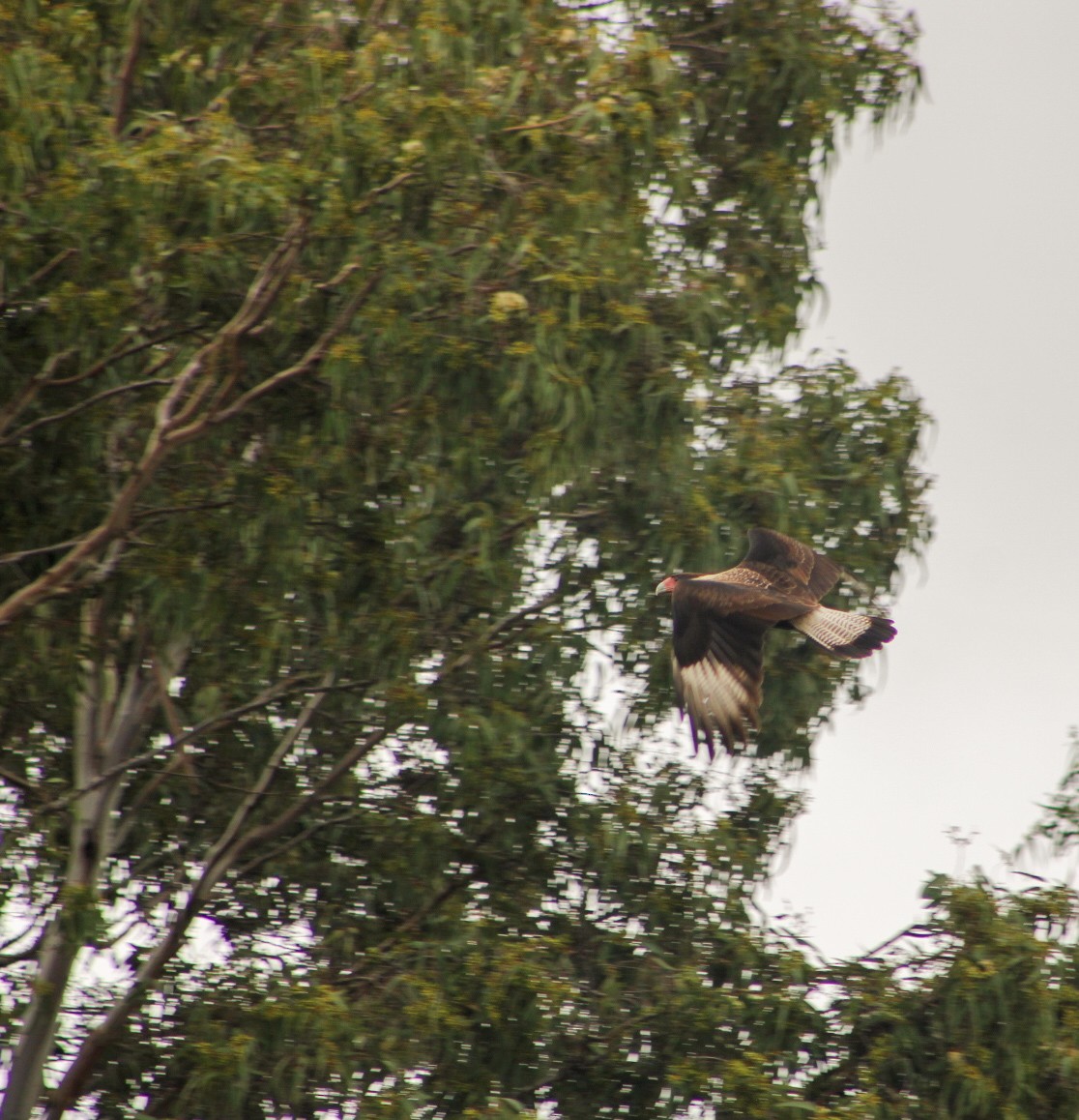 Crested Caracara - ML643308557