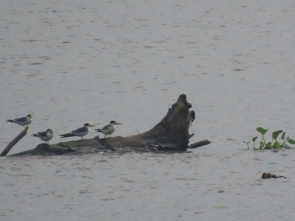 Large-billed Tern - ML643308558