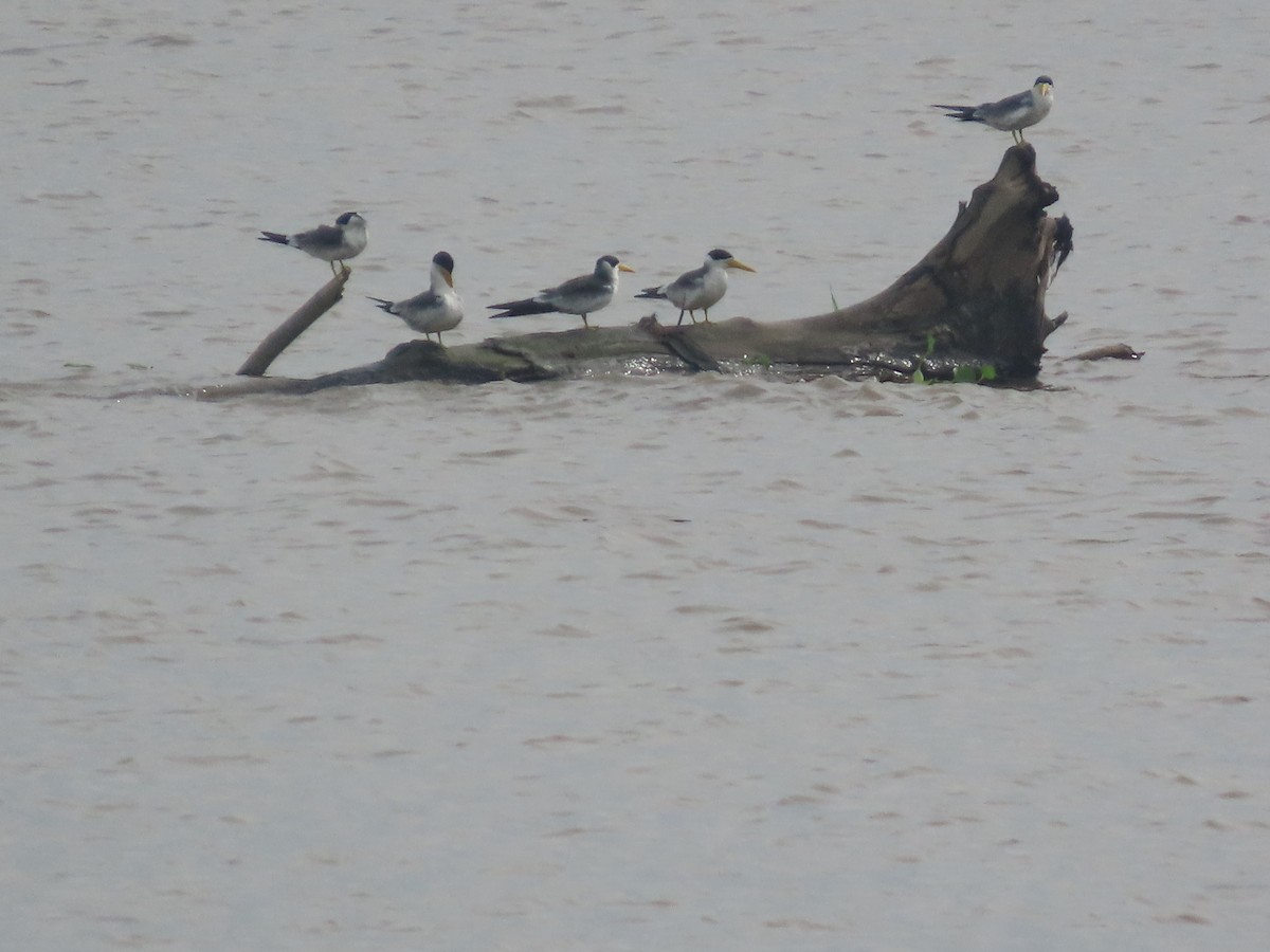 Large-billed Tern - ML643308559
